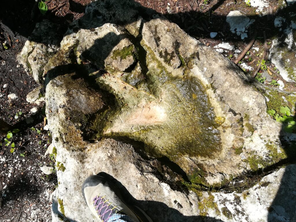 Geo-escursione: L’ORMA DI DINOSAURO  E I CORALLI DI POLCENIGO