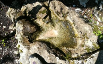 Impronta fossile